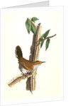Bewick's Wren. Male. (Iron-wood Tree) by John James Audubon