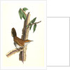 Bewick's Wren. Male. (Iron-wood Tree) by John James Audubon