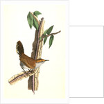 Bewick's Wren. Male. (Iron-wood Tree) by John James Audubon