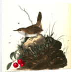 Wood Wren. Male. (Arbutus. Uva-ursi.) by John James Audubon