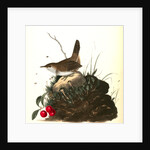 Wood Wren. Male. (Arbutus. Uva-ursi.) by John James Audubon