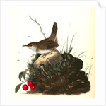 Wood Wren. Male. (Arbutus. Uva-ursi.) by John James Audubon