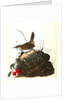 Wood Wren. Male. (Arbutus. Uva-ursi.) by John James Audubon