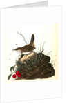 Wood Wren. Male. (Arbutus. Uva-ursi.) by John James Audubon