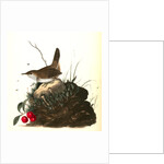 Wood Wren. Male. (Arbutus. Uva-ursi.) by John James Audubon