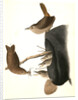 House Wren by John James Audubon