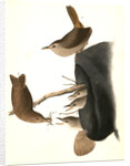 House Wren by John James Audubon