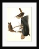 House Wren by John James Audubon