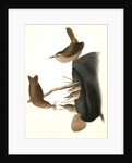 House Wren by John James Audubon