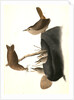 House Wren by John James Audubon