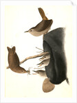House Wren by John James Audubon