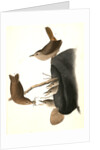 House Wren by John James Audubon