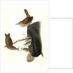 House Wren by John James Audubon