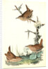 Winter Wren by John James Audubon