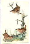 Winter Wren by John James Audubon