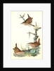 Winter Wren by John James Audubon
