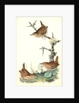 Winter Wren by John James Audubon