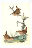 Winter Wren by John James Audubon