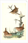 Winter Wren by John James Audubon