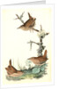Winter Wren by John James Audubon