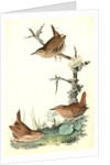 Winter Wren by John James Audubon