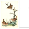 Winter Wren by John James Audubon