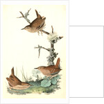 Winter Wren by John James Audubon
