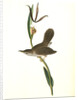 Parkman's Wren. Male. (Pogonia divaricata.) by John James Audubon