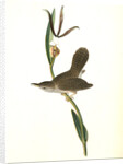 Parkman's Wren. Male. (Pogonia divaricata.) by John James Audubon