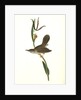 Parkman's Wren. Male. (Pogonia divaricata.) by John James Audubon