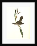 Parkman's Wren. Male. (Pogonia divaricata.) by John James Audubon