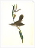 Parkman's Wren. Male. (Pogonia divaricata.) by John James Audubon
