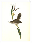 Parkman's Wren. Male. (Pogonia divaricata.) by John James Audubon