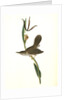 Parkman's Wren. Male. (Pogonia divaricata.) by John James Audubon