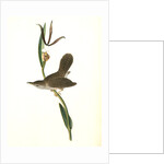 Parkman's Wren. Male. (Pogonia divaricata.) by John James Audubon