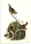 Marsh Wren by John James Audubon