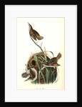 Marsh Wren by John James Audubon