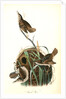 Marsh Wren by John James Audubon