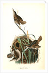 Marsh Wren by John James Audubon