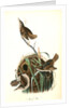 Marsh Wren by John James Audubon