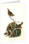 Marsh Wren by John James Audubon
