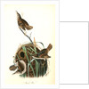 Marsh Wren by John James Audubon