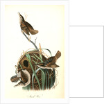 Marsh Wren by John James Audubon