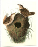 Short-billed Marsh Wren by John James Audubon
