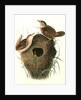 Short-billed Marsh Wren by John James Audubon