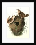 Short-billed Marsh Wren by John James Audubon
