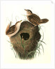 Short-billed Marsh Wren by John James Audubon