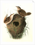 Short-billed Marsh Wren by John James Audubon