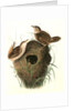 Short-billed Marsh Wren by John James Audubon