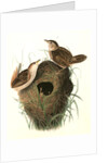Short-billed Marsh Wren by John James Audubon